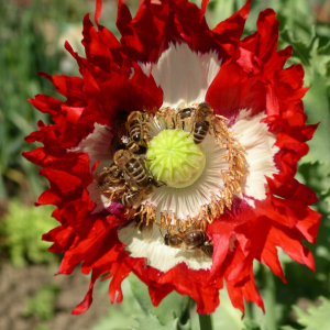 i282600889639581504._szw1280h1280_