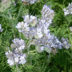 i282600889639581537._szw1280h1280_